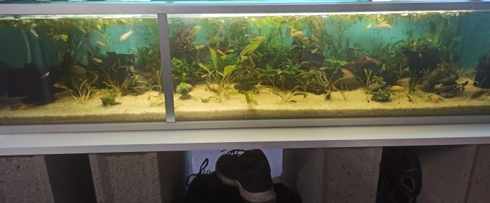 aquarium Aquarium communautaire endler corydoras crevettes , de Mojogi