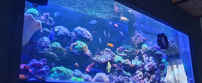 aquarium Aqua recifal , de Baloo