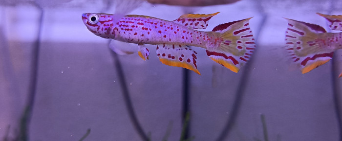 aquarium 322 Reserve pour Aphyosemion jeanhuberi Malinga GBG 93-20 , de Killi26