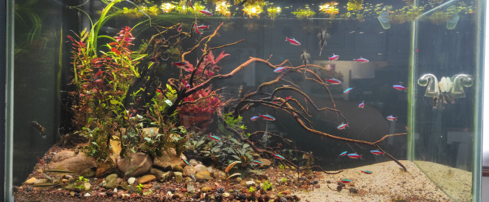 aquarium communautaire , de nikopol