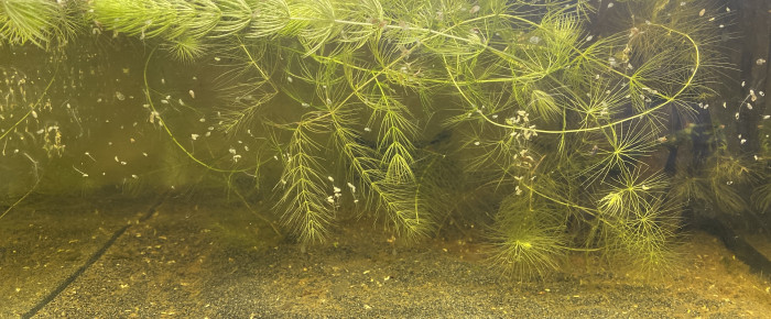 aquarium 28L crevette yellow neon , de Emma1234