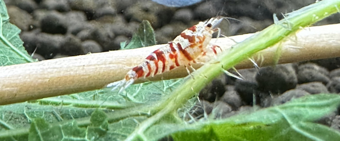 aquarium Spe crevettes , de ManonJoy