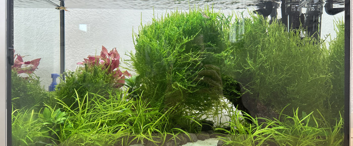 aquarium Communautaire endler , de Goneiross