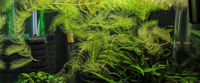 aquarium Killies , de Eracles91