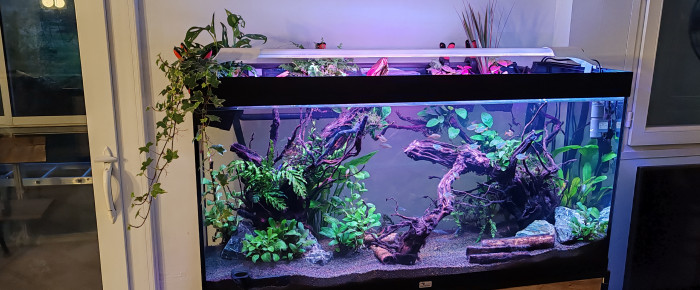 aquarium exotique , de Aubame81