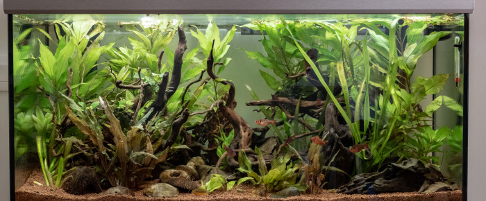 aquarium Amazon-ish , de stef93