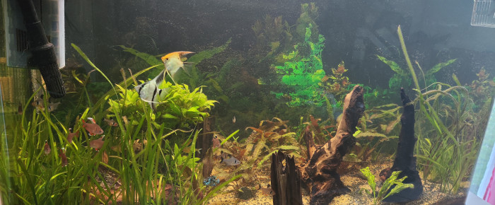 aquarium Amazone , de Ava22