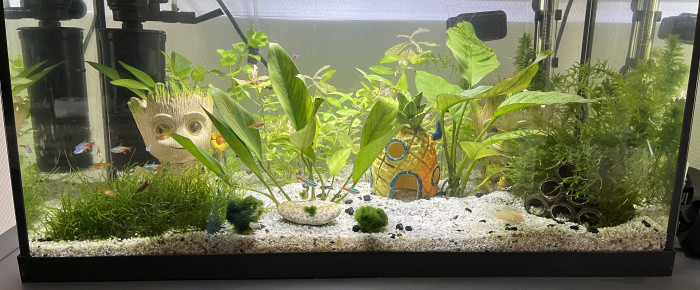 aquarium 60 litre , de Alexis59lvl