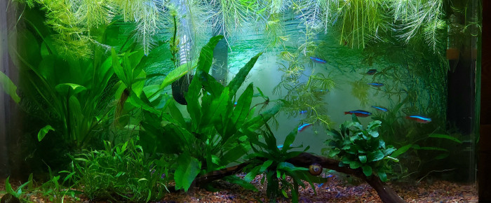 aquarium Zen , de Marie-France