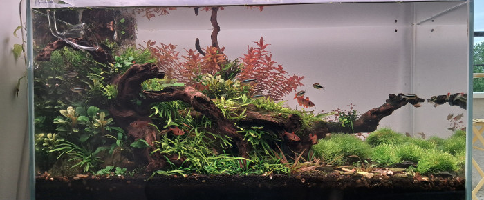 aquarium 110 litres , de Damp92