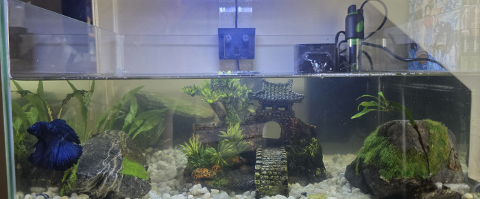 aquarium mon premier aquarium , de Laurene27