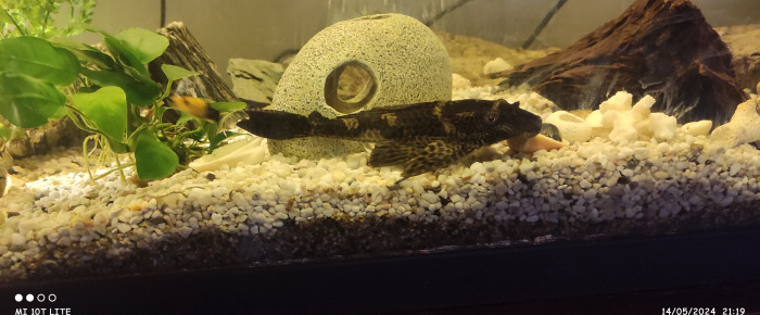 aquarium Somzée , de nimi