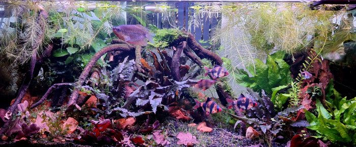 aquarium Propriété de l abonné , de ArtemusKlegg