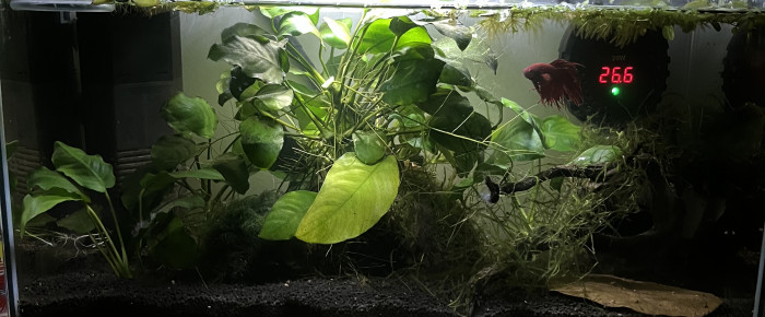 aquarium Forêt Anubias , de napalm