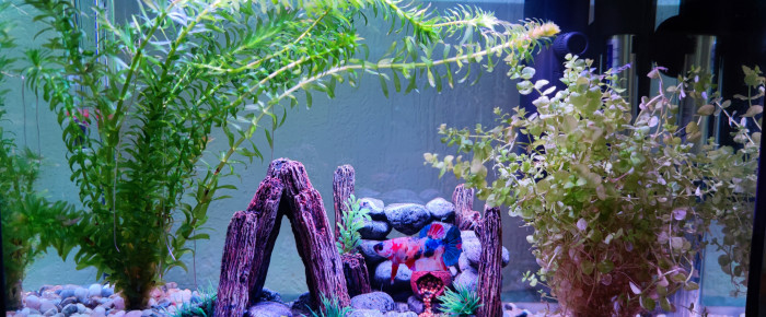 aquarium Bac Betta , de Wilki02