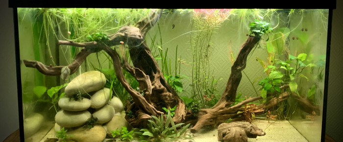 aquarium 125L Game of Rock , de Anais24000