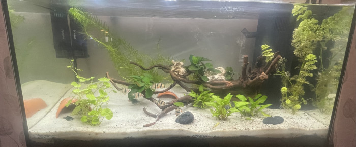 aquarium Aqua principal , de Trypeur