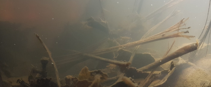 aquarium Pico biotobe marécage québécois 2L , de LiquidPaper2008