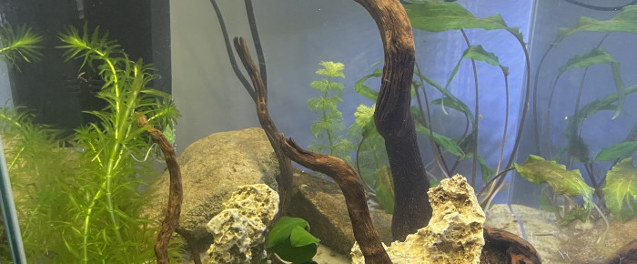 aquarium Jaeden 30 L , de Trypeur