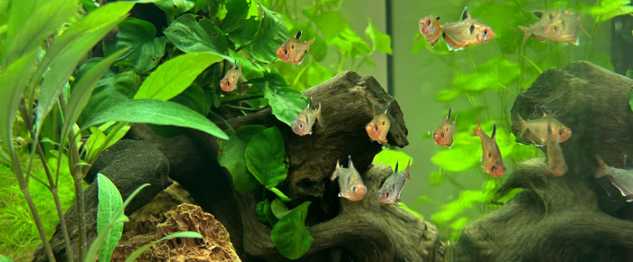 aquarium Aquarium Juwel 160L , de Ksarre