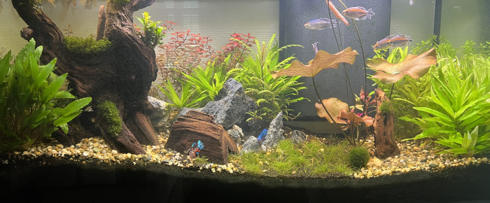 aquarium 200l , de Colyn