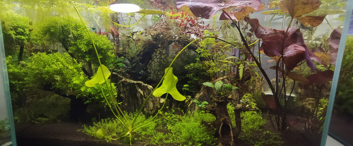 aquarium Scaper 90l , de Dorotheebis