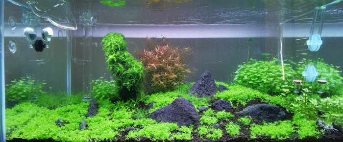 aquarium Aquarium Red crystal et Microfish , de manon-duval