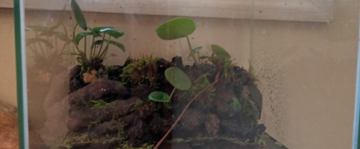 aquarium Trou d eau Anba So ARRET le 08 février 2025 , de Anubiadamidum