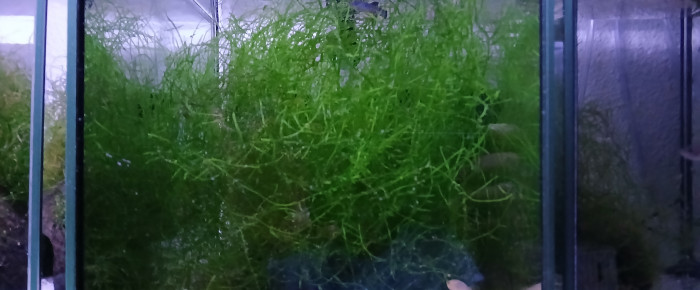 aquarium 132 01 Femelle Aphyosemion schioetzi Ngombe Z 91-01 , de Killi26