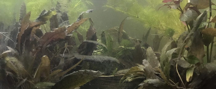 aquarium Aquarium hopital , de Luciole11