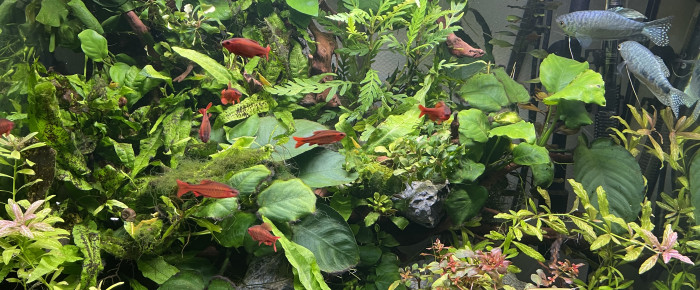 aquarium Biotope asiatique , de Solal