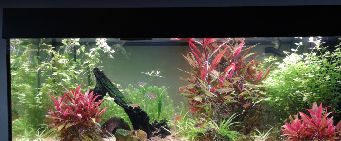 aquarium Aqua 1 , de Terkalis