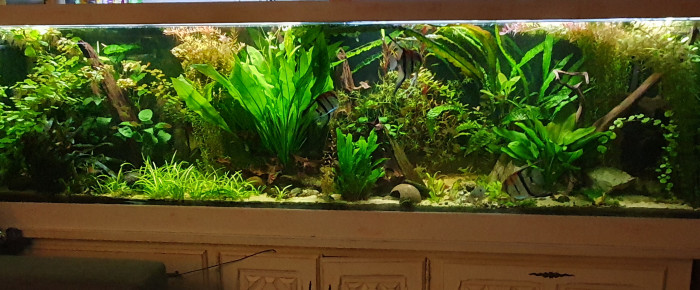 aquarium Communautaire , de Aleau