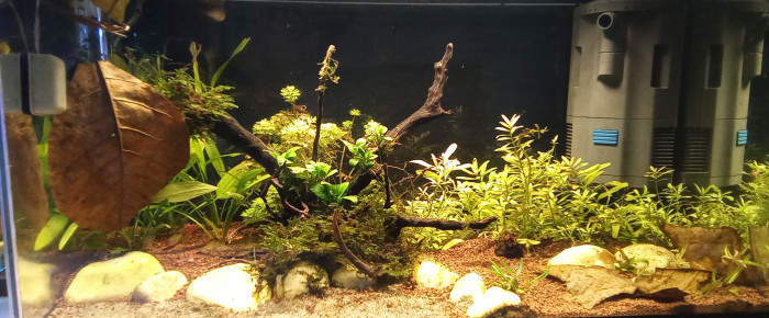 aquarium LeFranbodgien , de LeFan2poissons