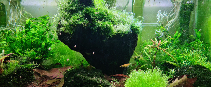 aquarium Phloston Paradise le Stalag de Riccia Fluitans , de ibaloo