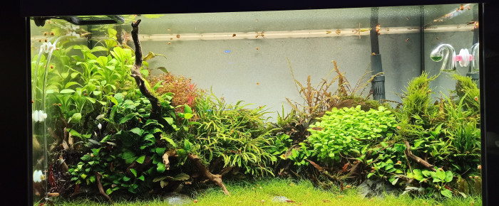 aquarium Nature scape , de Orionis