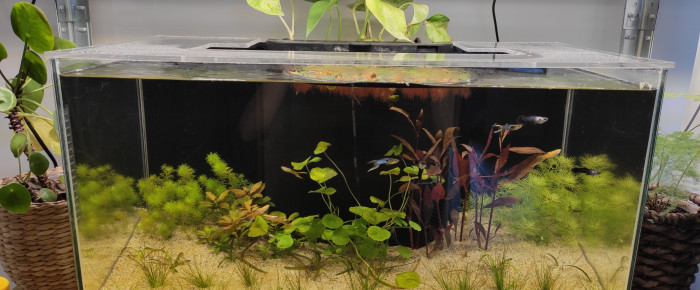 aquarium Hollandais de noob , de Alex78180