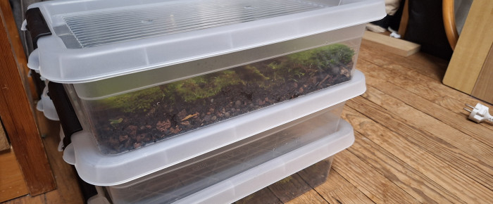 aquarium Projet Paludarium , de ArtemusKlegg