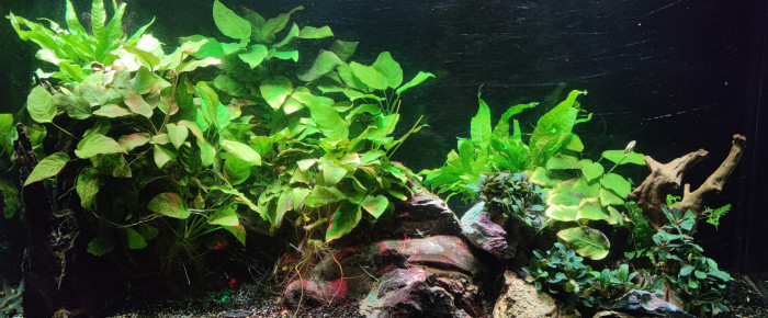 aquarium Cuve 240 litres , de Peio64