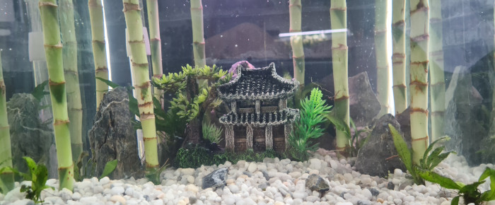 aquarium Temple de la zénitude , de ibaloo