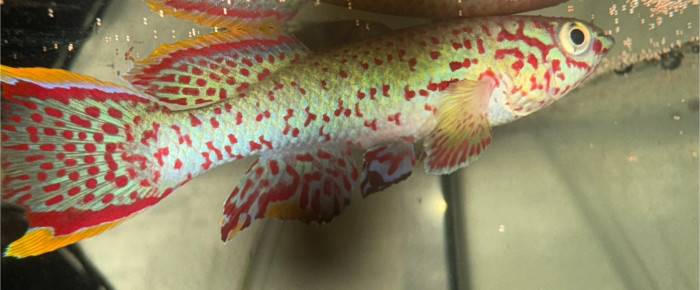aquarium 422 01 Couple Fundulopanchax nigerianus  innidere , de Killi26