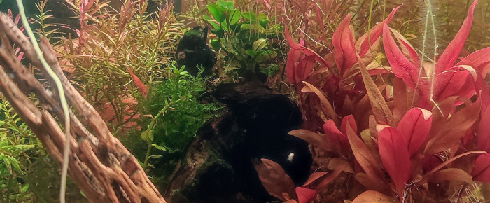 aquarium Le cube , de PtiteNoli