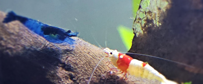 aquarium Crécré Land , de Stev_77