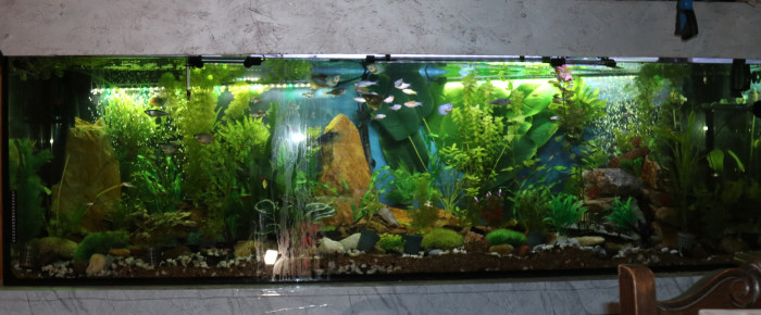 aquarium Bac Asia avec quelques sud-Américains invité , de JayF