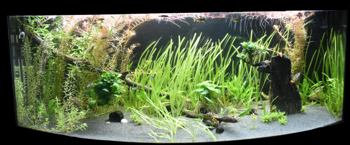 aquarium Juwel vision 450 l , de Lisaj