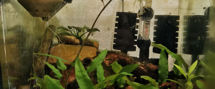 aquarium Bac de croissance Multidentata , de Cubeimage