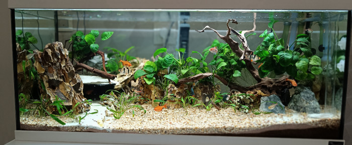 aquarium Aquarium RFMP , de Pinto