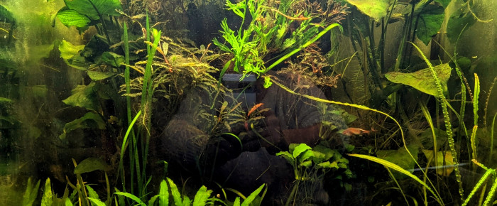 aquarium Osaka 155 , de Stef7524
