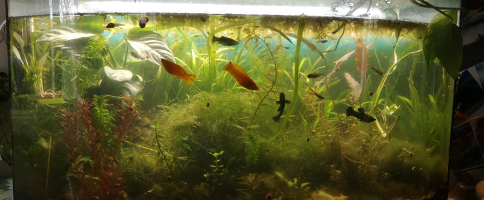 aquarium Lowtech communautaire 120L , de MarieNdiaye