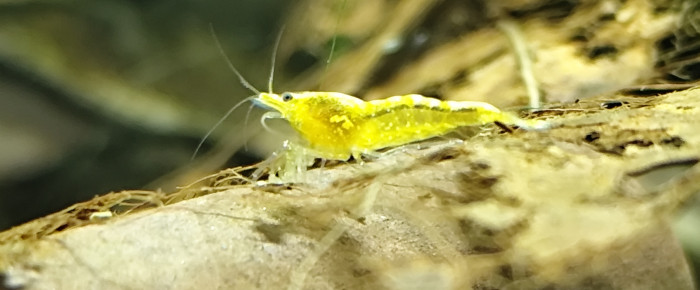aquarium Aquarium neocaridina yellow néon fire , de TomC